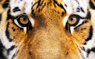 Tiger Wallpapers