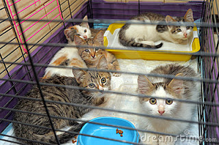 cats for adoption