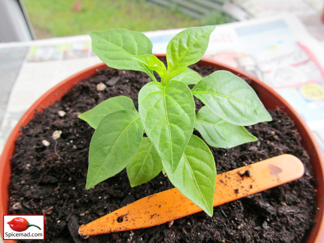 Peruvian White Habanero - 13th April 2023