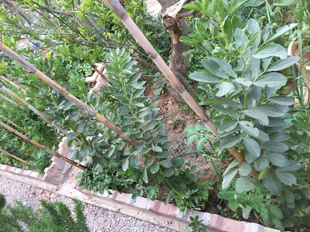 Broad beans plants are large and leafy. They can reach anywhere from "2 to 5" feet tall. The square, hollow, stems are rigid and require staking, although they will flop under the weight of the pods.