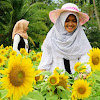Bunga Matahari Online : 1000 Gambar Bunga Dan Tanaman Hias Terindah Dan Tercantik : Bunga tumbuhan ini sangat khas: