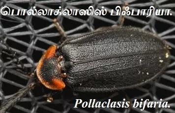 Pollaclasis bifaria