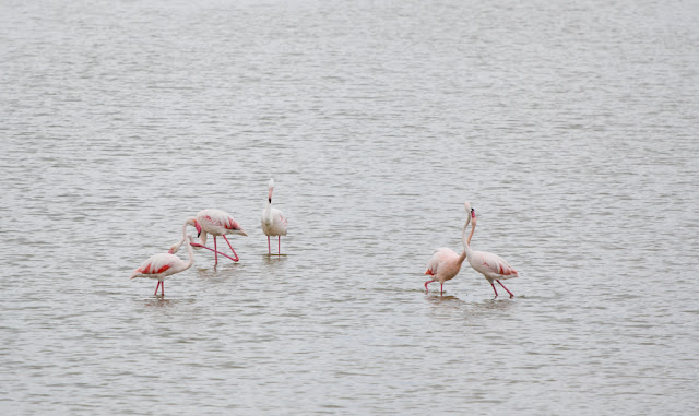 Fenicotteri al Parco Naturale Molentargius-Saline-Cagliari