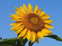 Helianthus annuus