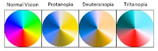 Dikhromat (Dichromacy)