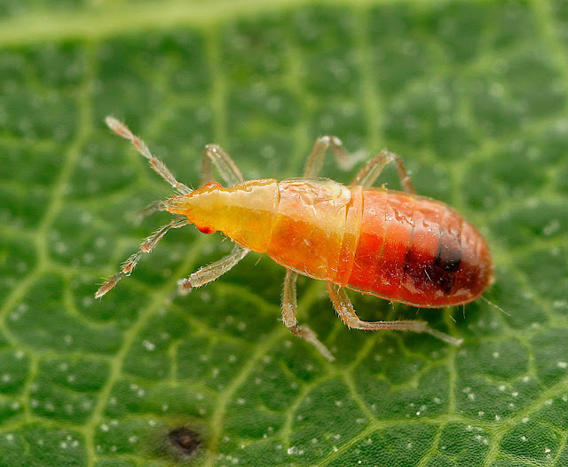 Anthocoris nymph