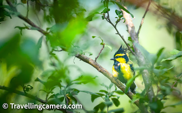 Himalayan Black-Lored Tit