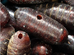 Dark brown pupae showing the holes that parasites made upon emerging.