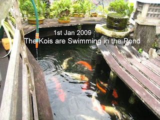 koi fish in the pond