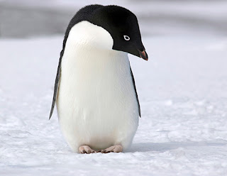 adelie penguin