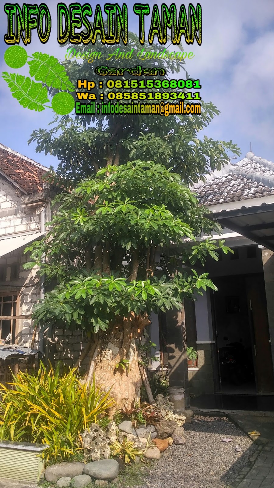 JUAL POHON PULE PENJUAL  BONSAI  PULE DI  SURABAYA Info 