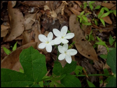 Bolen Bluff Trail-Spring Equinox 033