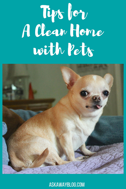 Tips for a Clean Home with Pets