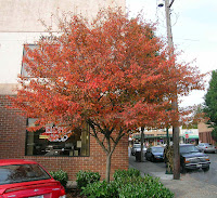 Autumn Billiance Serviceberry