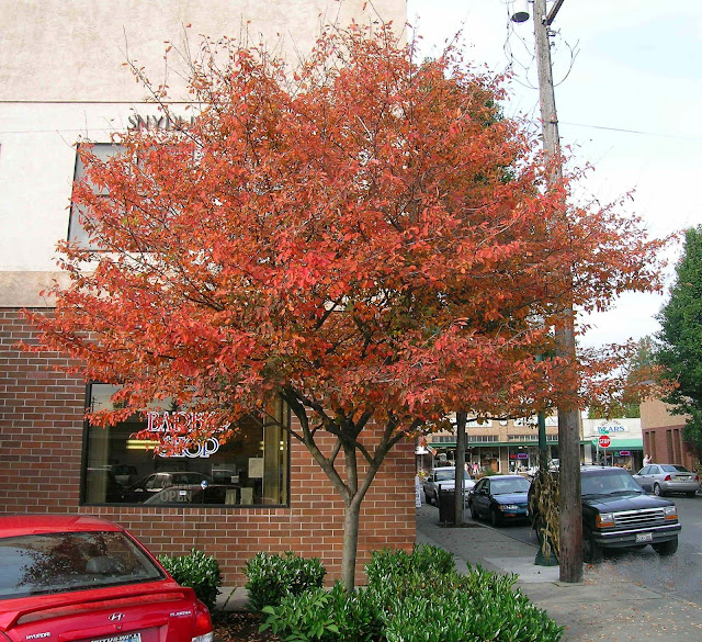 Autumn Billiance Serviceberry