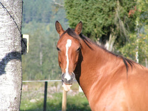 Cheval Pur Sang