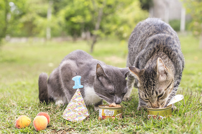 aniversário pet