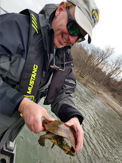 northern map turtle