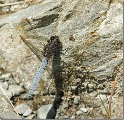 Keeled-Skimmer-2