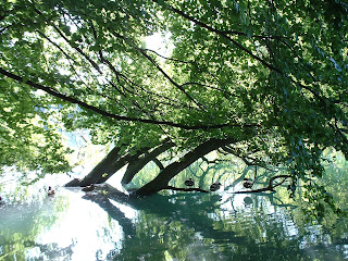 arbre immergé abritant des canards