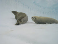 Krabeter zeehond