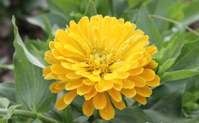 Zinnia Flowers