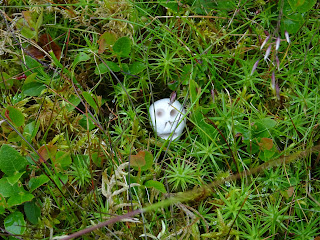 A photo showing a small ceramic skull (Skulferatu 80) lying in amongst the small marsh plants growing on top of the mound on which Durisdeer Roman Fortlet once stood.  Photograph by Kevin Nosferatu for the Skulferatu Project.