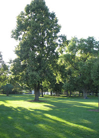 poetry, photography, sunlight, trees, love