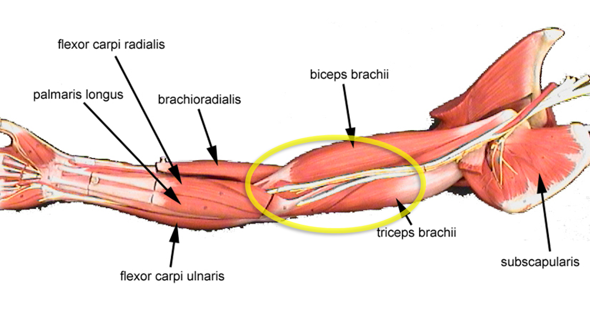 Diagram Right Arm Tendon Diagram Full Version Hd Quality Tendon Diagram Agenciadiagrama I Ras It