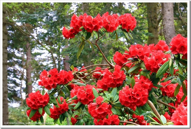 160410_Victoria_UVic_FinnertyGardens_0042