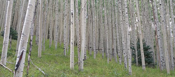 Stand of invasive quaking aspen tree species