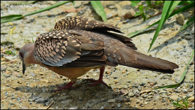 Pearl Necked Dove, Dove, Spotted Dove, 