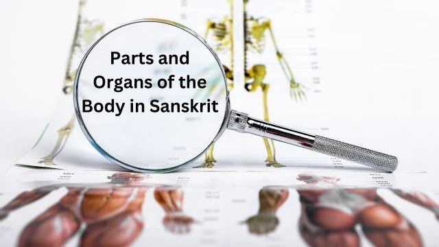 Parts and Organs of the Body in Sanskrit