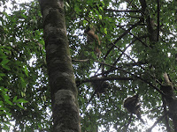 bukit lawang sumatra