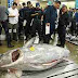 Ikan Tuna Paling Langka berbobot Hingga 496 kilogram
