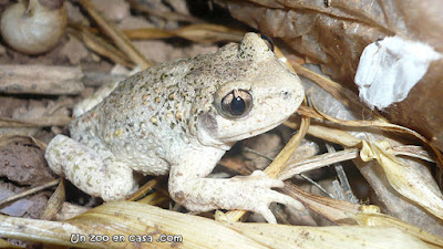 Sapo partero común (Alytes obstetricans)