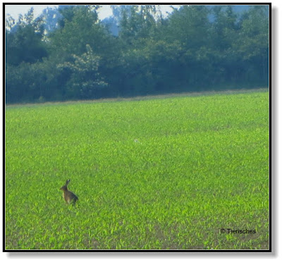 Hasen auf dem Feld