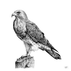 06-Swainson-Hawk-Animals-and-Nature-Drawings-Kristin-Frost