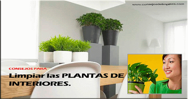 hojas y plantas de interior