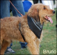bruno