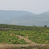 DOMAINE JEAN-MICHEL ALQUIER