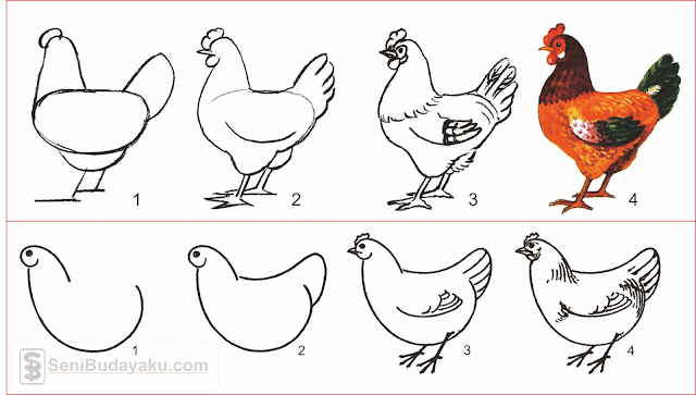 10 Cara Menggambar Ayam  Dengan Mudah Seni Budayaku