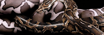 Body paint pitón python pintar cuerpo