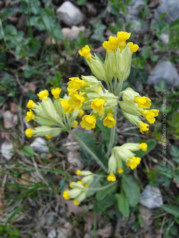 In nome dei fiori: Primula odorosa: piccoli fiori gialli ...