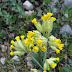 Fiori Gialli Con Bulbi : Fiori Gialli Per Giardino : I giacinti rosa, viola o blu emanano un.