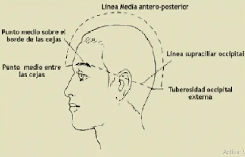 Linea media antero-posterior - craneopuntura - mcdevservices