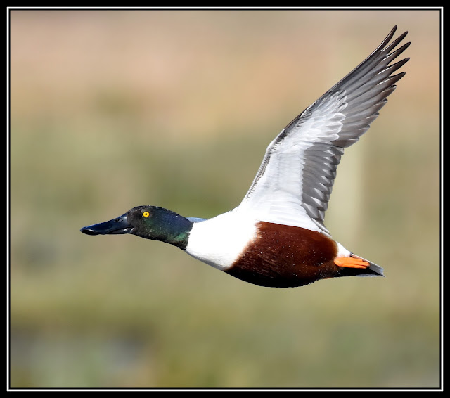 Shoveler