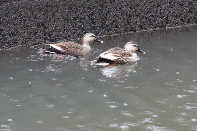 鳥取県米子市車尾 米川