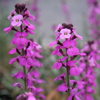 Erysimum