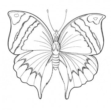 Butterfly Coloring on Butterfly Coloring Pages   Learn To Coloring